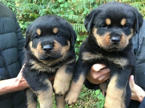 Rottweiler pups - 0