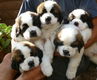 Sint-bernard-puppy's - 0 - Thumbnail