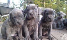 Cane Corso-pups