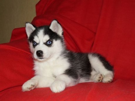 Siberische Husky-puppy's gratis naar huis. - 0