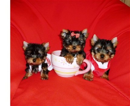 Schattige Yorkshire Terrier Puppy's - 0