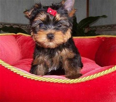 Schattige Yorkshire Terrier Puppy's - 1