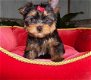 Schattige Yorkshire Terrier Puppy's - 1 - Thumbnail