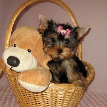 Schattige Yorkshire Terrier Puppy's - 2