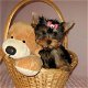 Schattige Yorkshire Terrier Puppy's - 2 - Thumbnail