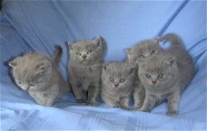 Britse korthaar kittens