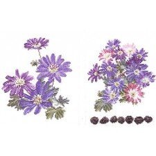 Borduurpakket ANEMONEN NIEUW !