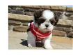 2 prachtige Shih Tzu puppy's - 0 - Thumbnail