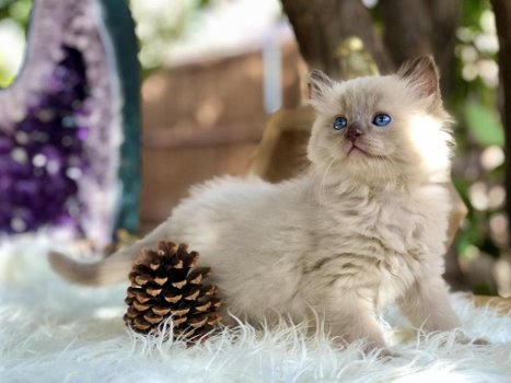 Kerst Ragdoll-kittens klaar voor verkoop - 0