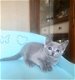 Schattige Russische blauwe kittens met volledige stamboom - 0 - Thumbnail