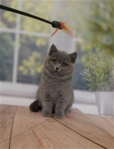 Mooie kerst Brits korthaar kittens beschikbaar