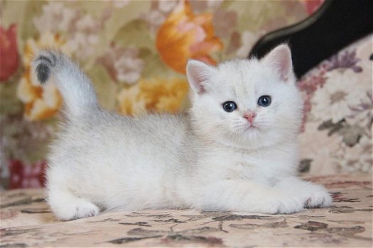 Aanbiddelijke Perzische katten beschikbaar - 0