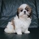 Twee topklasse Maltese puppy's, Shih Tzu-puppy's beschikbaar - 0 - Thumbnail