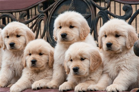 Puur gefokte Golden Retriever-puppy's met volledige stamboom - 0