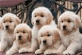 Puur gefokte Golden Retriever-puppy's met volledige stamboom - 0 - Thumbnail