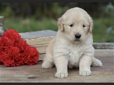   Puur gefokte Golden Retriever-puppy's met volledige stamboom