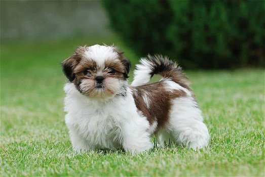 twee Shih Tzu-puppy's van topklasse beschikbaar - 0