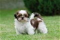 twee Shih Tzu-puppy's van topklasse beschikbaar - 0 - Thumbnail