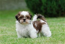 twee Shih Tzu-puppy's van topklasse beschikbaar