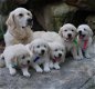 Puur gefokte Golden Retriever-puppy's met volledige stamboom - 0 - Thumbnail