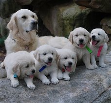 Puur gefokte Golden Retriever-puppy's met volledige stamboom