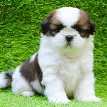 twee Shih Tzu-puppy's van topklasse beschikbaar - 0