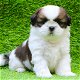 twee Shih Tzu-puppy's van topklasse beschikbaar - 0 - Thumbnail