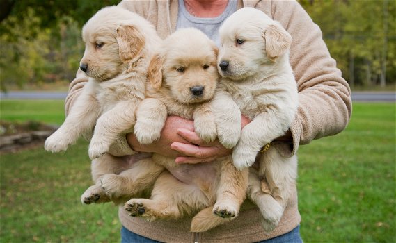 Puur gefokte Golden Retriever-puppy's met volledige stamboom - 0