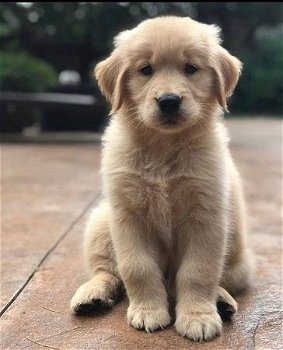 Puur gefokte Golden Retriever-puppy's met volledige stamboom - 0
