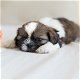 twee Shih Tzu-puppy's van topklasse beschikbaar - 0 - Thumbnail