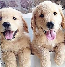  Puur gefokte Golden Retriever-puppy's met volledige stamboom