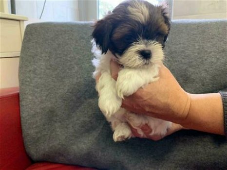 twee Shih Tzu-puppy's van topklasse beschikbaar - 0