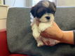 twee Shih Tzu-puppy's van topklasse beschikbaar - 0 - Thumbnail