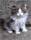 Prachtige Selkirk kittens - 0 - Thumbnail