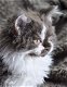 Prachtige Selkirk kittens - 1 - Thumbnail