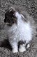 Prachtige Selkirk kittens - 2 - Thumbnail