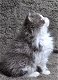 Prachtige Selkirk kittens - 3 - Thumbnail