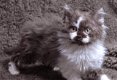 Prachtige Selkirk kittens - 4 - Thumbnail