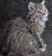 Prachtige Selkirk kittens - 5 - Thumbnail