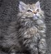 Prachtige Selkirk kittens - 6 - Thumbnail