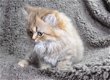 Prachtige Selkirk kittens - 7 - Thumbnail