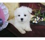 Vrouwelijke Maltese Pup - 0 - Thumbnail