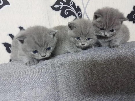 4 prachtige Britse korthaar kittens op zoek naar een eeuwig huis. - 0