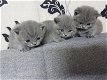 4 prachtige Britse korthaar kittens op zoek naar een eeuwig huis. - 0 - Thumbnail
