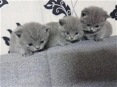 4 prachtige Britse korthaar kittens op zoek naar een eeuwig huis.