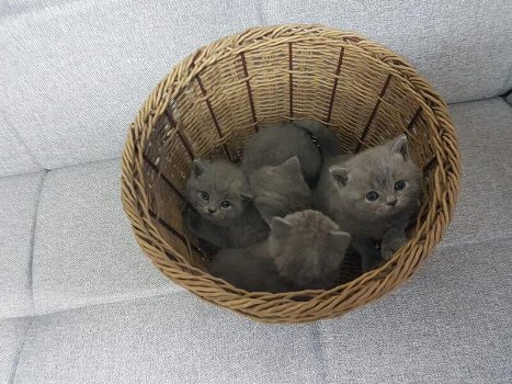 4 prachtige Britse korthaar kittens op zoek naar een eeuwig huis. - 1