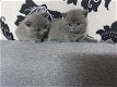 4 prachtige Britse korthaar kittens op zoek naar een eeuwig huis. - 2 - Thumbnail