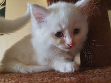Verbluffende Perzische Angora-kittens