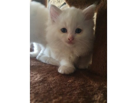 Verbluffende Perzische Angora-kittens - 1