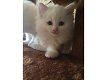 Verbluffende Perzische Angora-kittens - 1 - Thumbnail